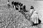 Con la espalda doblada por el peso de la lucha, las manos sangrantes y los ojos llenos de lágrimas de rebeldía, dolor y sufrimiento, el indio de nuestra serranía -durante más de doscientos años- ha tenido que resignarse a trabajar su humilde huasipungo, en el estéril arenal de los páramos andinos. Años después, luego de rogar y luchar por mejores condiciones, el patrón, «generosamente» le concedió la gracia de trabajar tierras más fértiles.